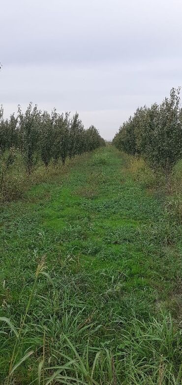 10 hektar torpaq satilir: 2500 sot, Kənd təsərrüfatı, Mülkiyyətçi, Kupça (Çıxarış)