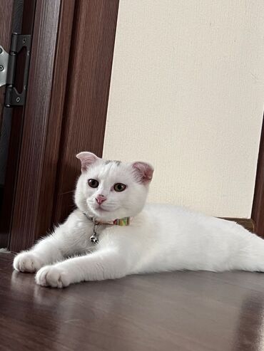 приют для кошек баку: Şotland, Dişi, Ünvandan götürmə lalafo.az -da приют для кошек баку: Şotland, Dişi, Ünvandan götürmə