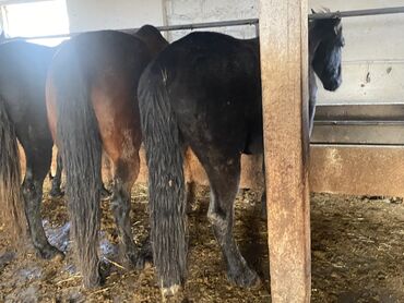 Лошади, кони: Продаю | Кобыла (самка) — 7