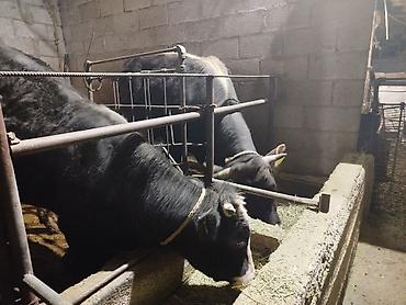 Коровы, быки: Продаю | Бык (самец) | На откорм | Привязанные — 3