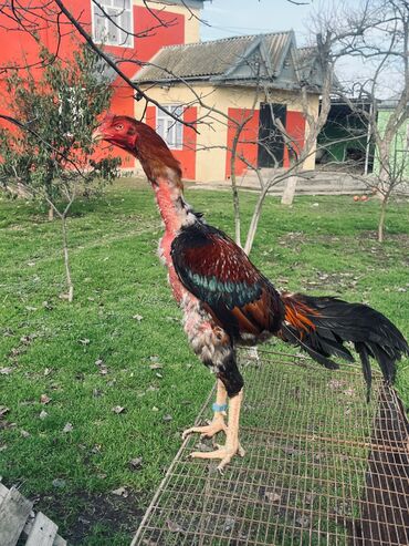 Cücələr: Toyuq cücələri, Damazlıq — 15