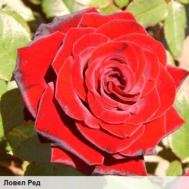 Садовые цветы и кустарники: Саженцы цветка: Розы, Бесплатная доставка, Самовывоз — 9