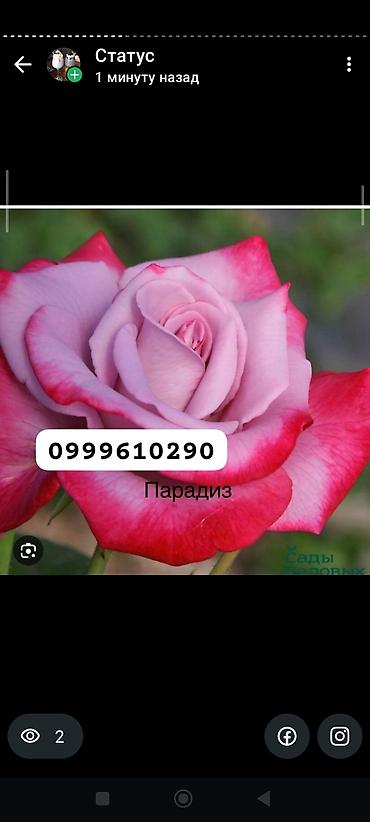 Rose saplings: Саженцы — 15