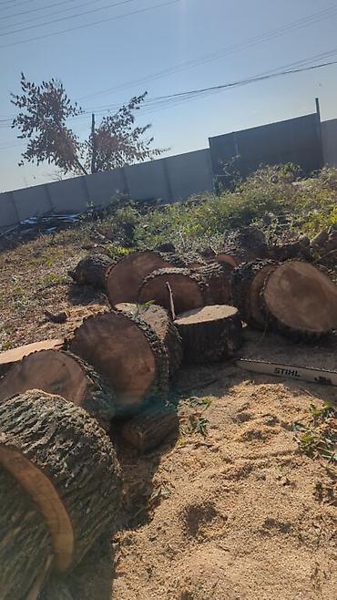 Спил деревьев, заготовка дров: Предлагается профессиональная услуга по обрезке и удалению деревьев — 11