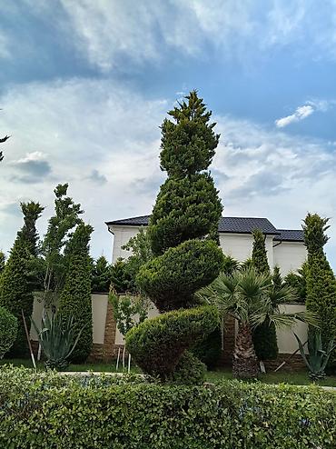 xeste: Xidmət: Həmişəyaşıl ağac və kol formalaşdırılması, dekorativ budama — 7