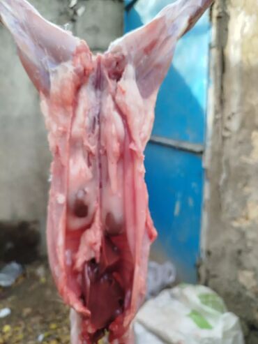 Ət: Dovşan eti halal kesilmiş halal ceki 1 ededi gelir 1k.800q. 1k.500q -da lalafo.az — 39 Ət: Dovşan eti halal kesilmiş halal ceki 1 ededi gelir 1k.800q. 1k.500q — 39