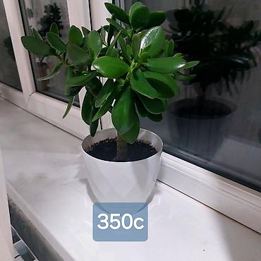 Денежное дерево: Набор товаров: 1) Комнатное растение «Денежное дерево» (крассула) в — 1