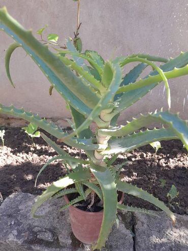 aloe gel qiymeti: Aloe bitkisi satilir.5 azn