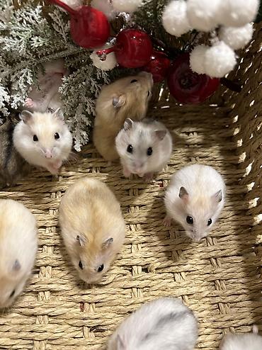 Хомяки: Продаются хомячки ручные. В нашем питомнике вы можете приобрести — 15