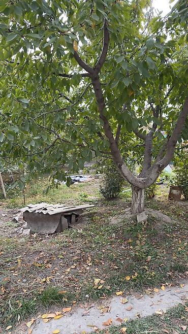 Продажа участков: 8 соток, Для строительства, Красная книга, Тех паспорт at lalafo.kg — 12 Продажа участков: 8 соток, Для строительства, Красная книга, Тех паспорт — 12
