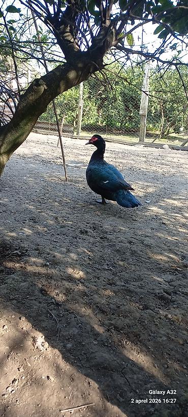 Ördəklər: Erkək, | Lal ördək, Ətlik — 12