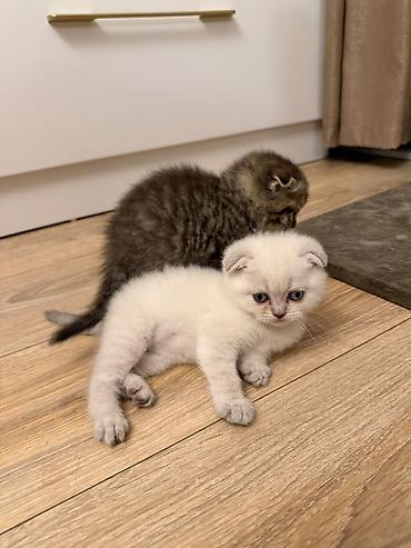 Кошки: Шотландская — 3