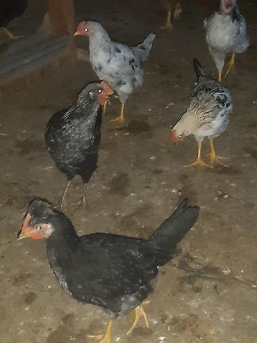 Cücələr: Toyuq cücələri, Ətlik — 1