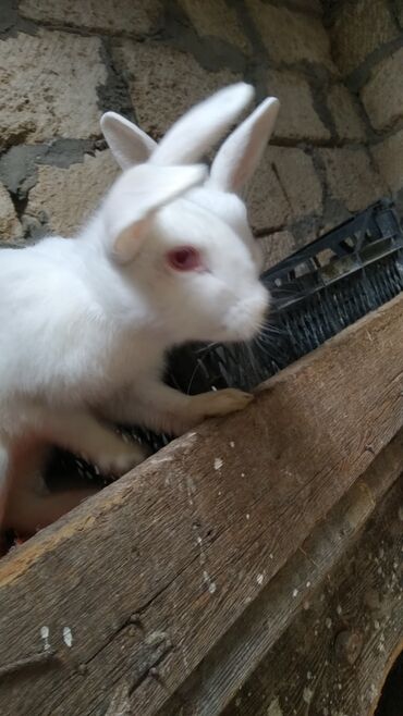 Dovşanlar: Ağ rəngli ev dovşanları – bir neçə fərqli fərd - Rəng: tam ağ — 10