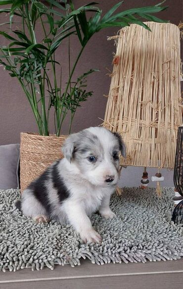 Psi: Border koli/collie štenci. Vakcinisani i očišćeni od parazita, 2 — 8