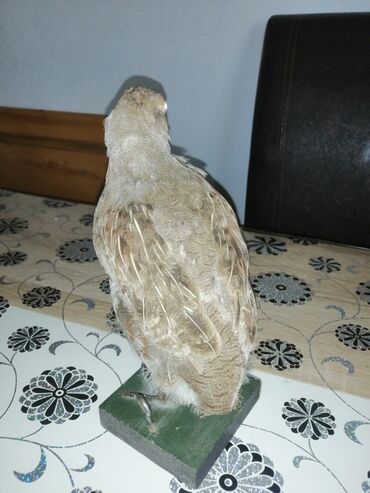 Ptice: Preparirana ptica — 12