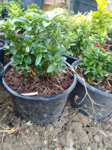 Çöl bitkiləri: Həmişə yaşıl — 6