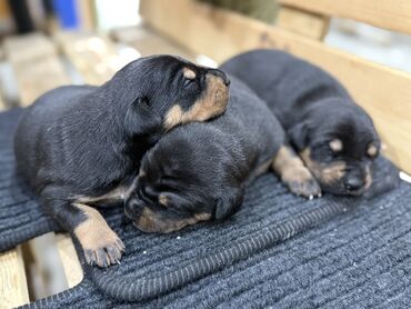 İtlər: Doberman, Erkek — 6