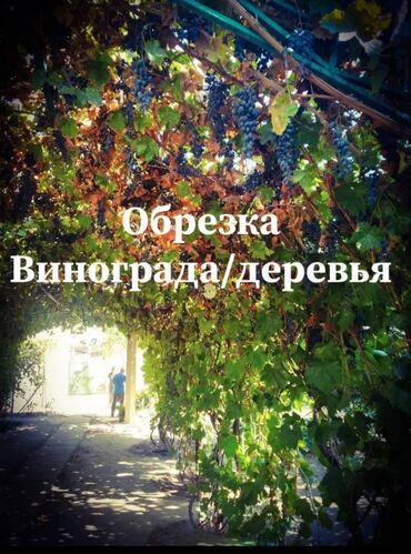 работа дворника с проживанием: Услуги садовника. Обрезка Сад/Виноград/деревья - Профессиональная