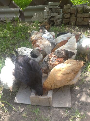 цыплята в бишкеке: Домашние Цыплята Возраст 4 месяца 20 штук