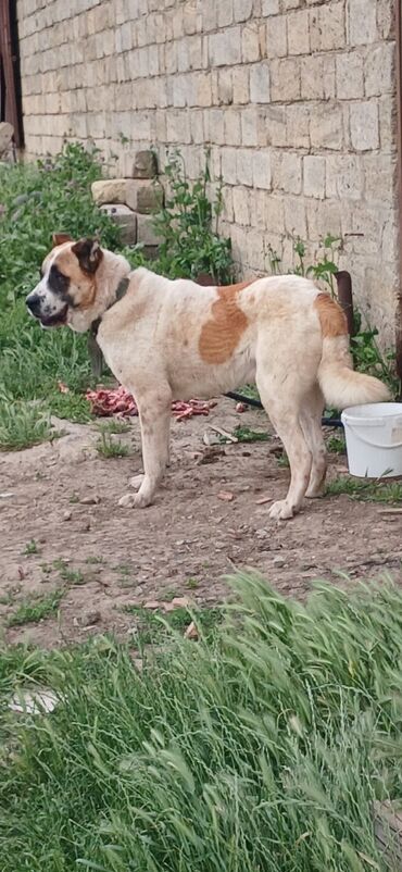 İtlər: Qurdbasar, 2 il, Erkek, Peyvəndli, Ödənişli çatdırılma