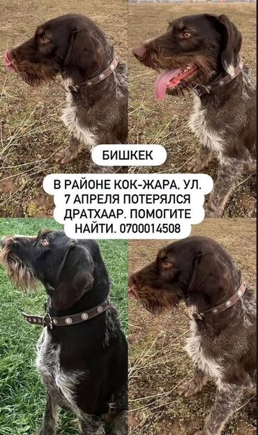 Бюро находок: Потерялся дратхаар в районе Кок-Жара, на улице 7 Апреля. Собака имеет