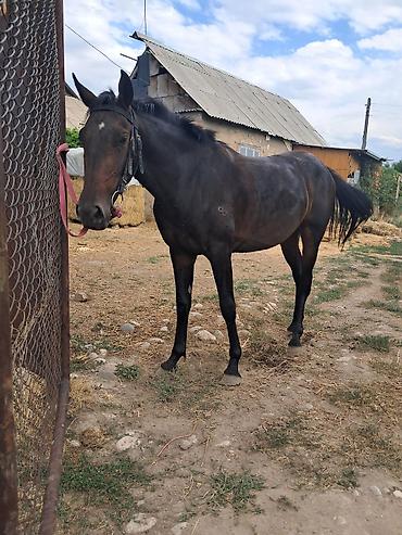 Продаю | Жеребец | Английская | Конный спорт | Племенные at lalafo.kg Продаю | Жеребец | Английская | Конный спорт | Племенные