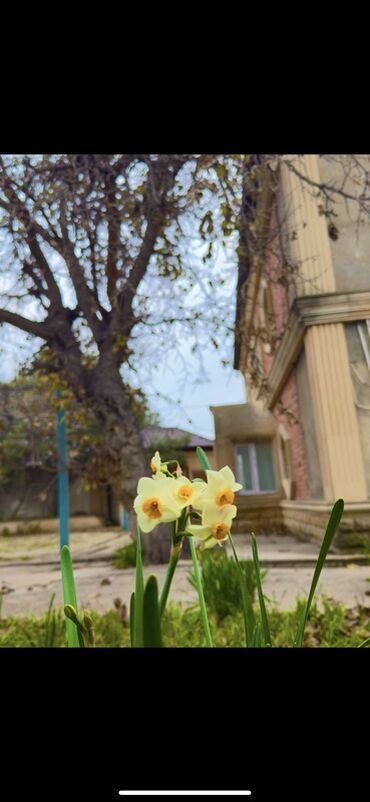 Günlük kirayə evlər: 300 kv. m, 8 otaq, Qaz — 16