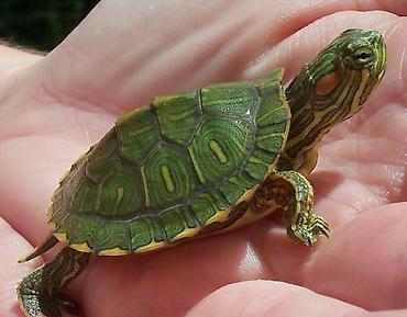 Малыши красноухой черепахи (Trachemys scripta elegans) - Вид: водная at lalafo.kg — 1 Малыши красноухой черепахи (Trachemys scripta elegans) - Вид: водная — 1