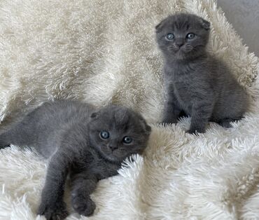 Животные: Продаются шотландские вислоухие котята Осталось два котёнка ☝🏻(