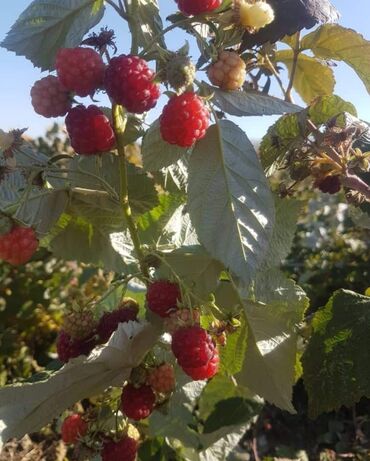 попки бишкек: Семена и саженцы Малины, Самовывоз