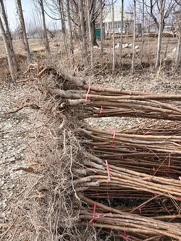 Другие фруктовые и ягодные растения: Ассаламу алайкум Турдуу кочоттор сатылат дыйканчылык озубуз — 14