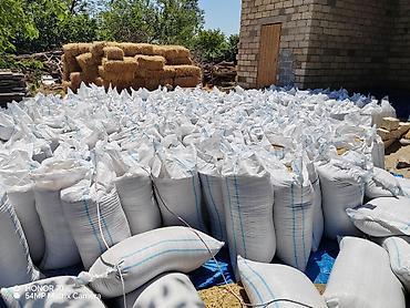 dorado balığı qiyməti: Salam. Yeni biçim arpa var. Qiymət 40 qəpikdən. Açıq şəkildə satılır — 1