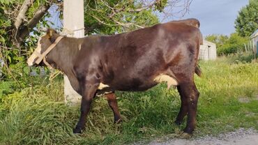 Коровы, быки: Продаю | Корова (самка) | Алатауская | На забой, Для разведения, Для молока | Осеменитель, Искусственник
