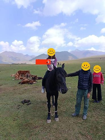 Лошади, кони: Продаю | Жеребец | Для разведения | Осеменитель — 7