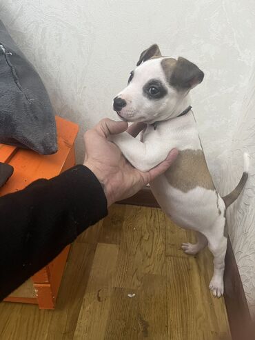 pitbull satışı: Pitbul, 1 ay, Dişi, Sənədli, Ünvandan götürmə