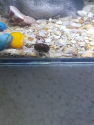 пистолет для трансбоя: Сварочный аппарат, Бесконтактная сварка, Новый, Платная доставка