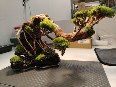Akvarium aksessuar və ləvazimatları: Akvaryum və ya teraryum üçün nəzərdə tutulmuş, üzərində yosunlar olan