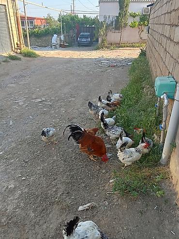 ucuz toyuq satisi: 15 fere 1 xoruz satılır Xoruz 25 AZN Fere umumi goturende 10 Azn — 4