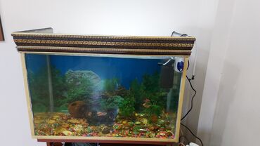 Gəmiricilər: Dördbucaq akvarium, Boş, 200 l, Ünvandan götürmə