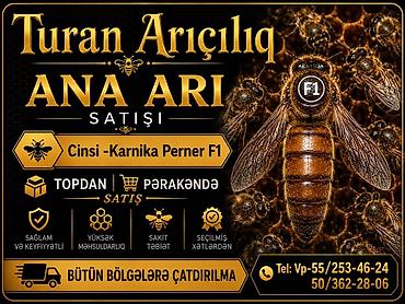 cins qoyunlar satilir: Turan Arıçılıq – Ana arı satışı • Cins: Karnika Perner F1 • Satış — 3