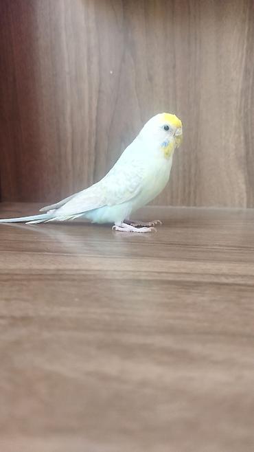 ev piwikleri: Məhsul: Dalmatian rəngli dalğalı papuqay (bajırıq) Təsvir: - Növ — 9
