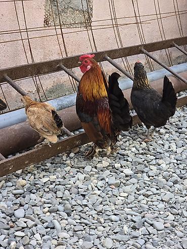 yaponka toyuqlari: Xoruz, Yapon, il: 1, Ödənişli çatdırılma — 2