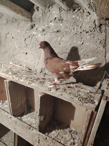 Göyərçinlər: Salam quş dar satlır tam saglam usdu usdə 7m — 6