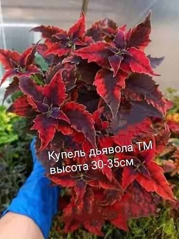 Алоказии: Открыта продажа сортовых КОЛЕУСОВ. цена за срез 100 сом.В коллекции — 1