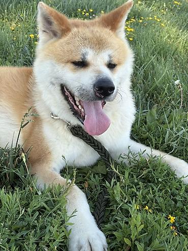 fantom dermani: Akita-inu, 3 il, Erkək, Cütləşmə üçün — 1
