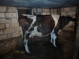 sudluk inekler: ⭐ Smental melezi ⭐ 2 aylıq süni mayalanmadan boğaz ⭐ Günlük 12 litr