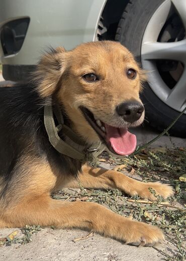 собаку объявления купить: Собака даром: Дворняжка, 11 месяцев, Самка, С прививкой