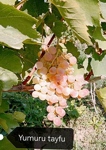 Meyvə və giləmeyvə: Məhsul: Avatar kişmişi (uzun, barmaq formalı qara üzüm sortu) - — 15