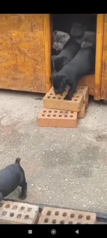 İtlər: Kane-Korso, 1 ay, Sənədli, Rayonlara çatdırılma, Ünvandan götürmə, Pulsuz çatdırılma — 8